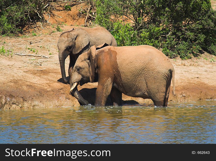 African Elephant at the waterhole. African Elephant at the waterhole