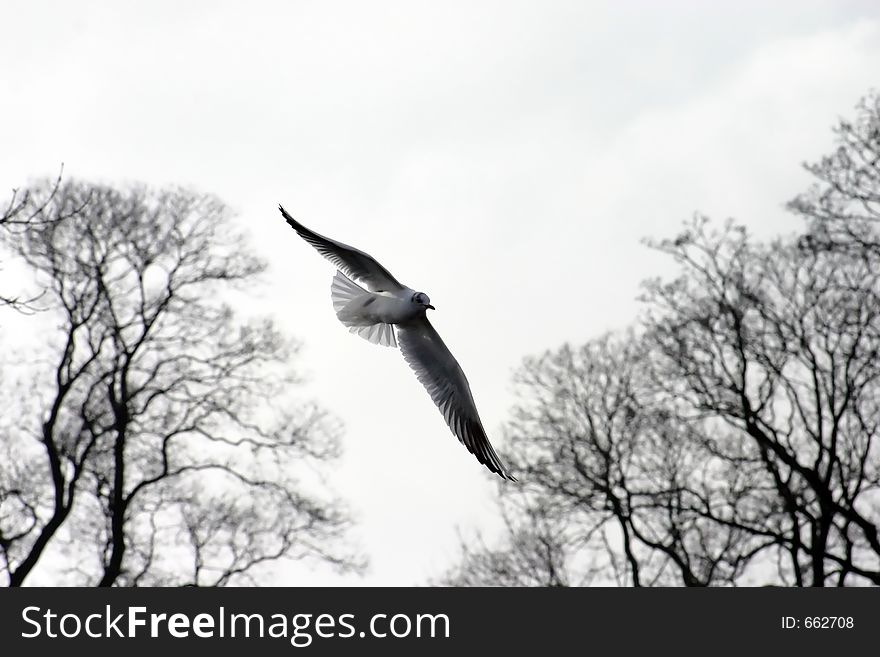 Black And White Seagull