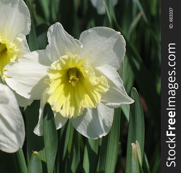 White narcissi with yellow crown