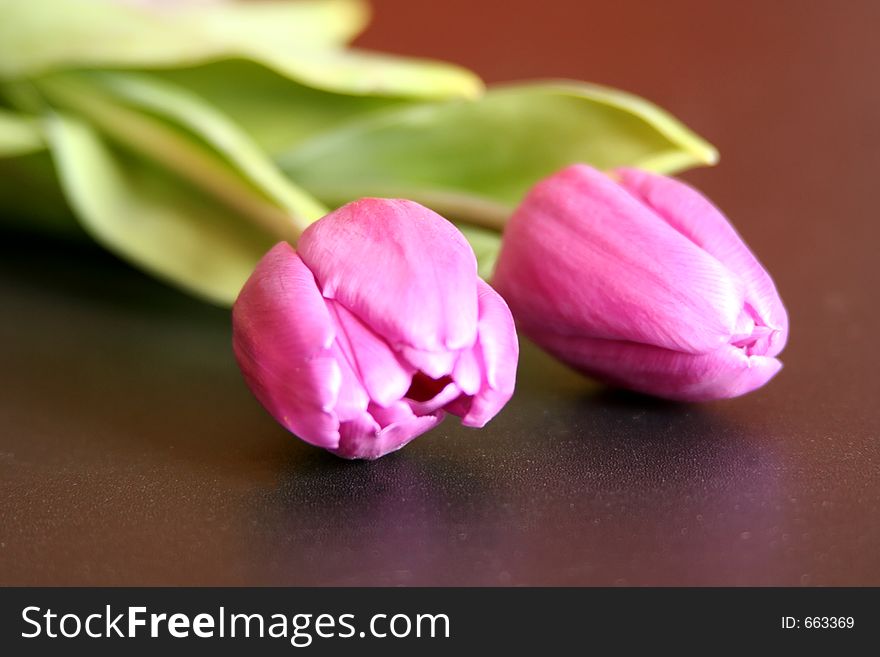 Digital photo of tulips.