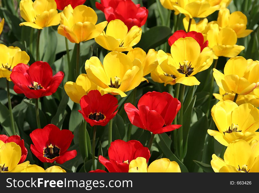 Red and yellow tulips background