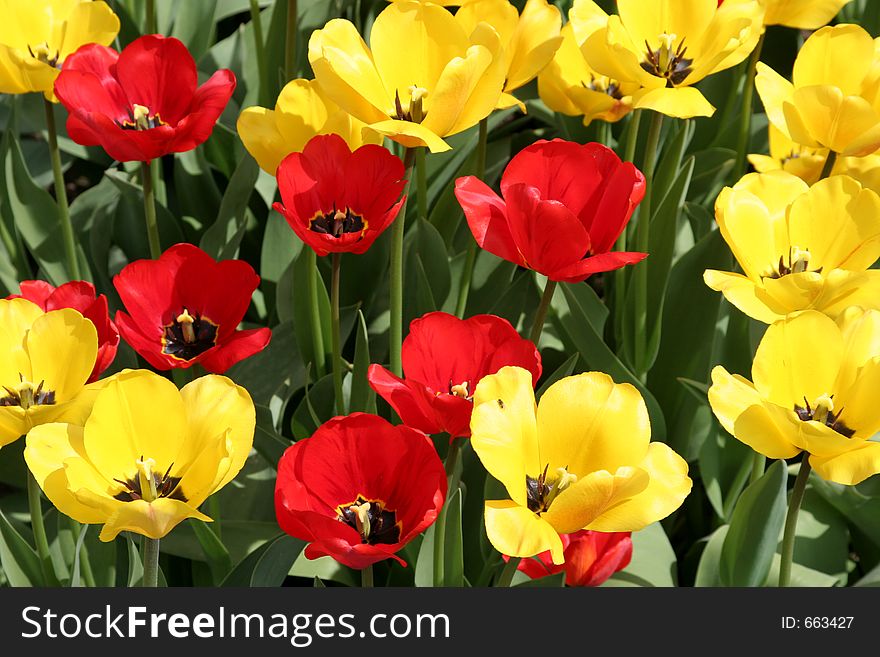 Red and yellow tulips background