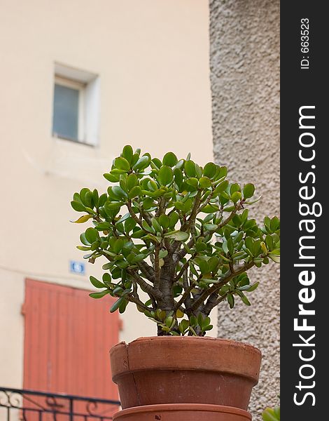 Nice potted jade plant