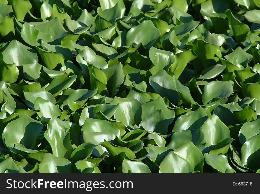 Aquatic plants, background