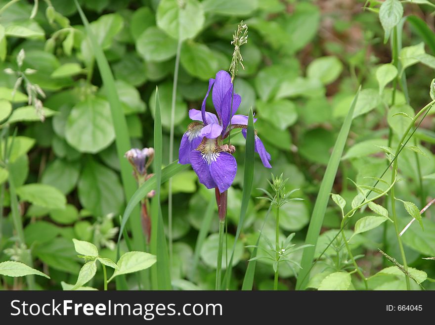 Purple Iris