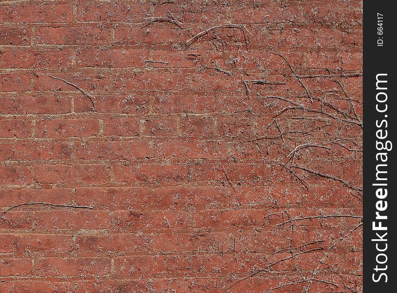 Brick Wall Background with vines & Ivy