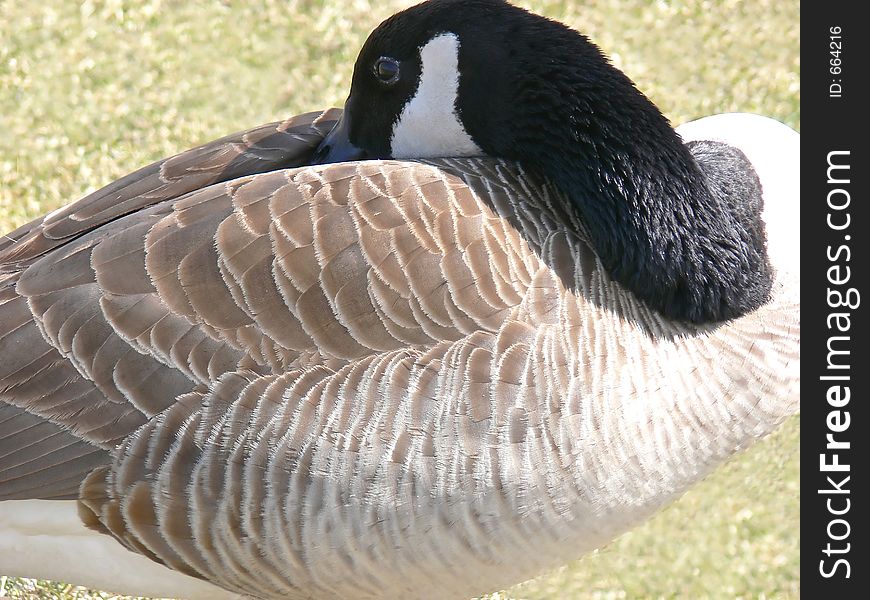 What a flexible neck!. What a flexible neck!