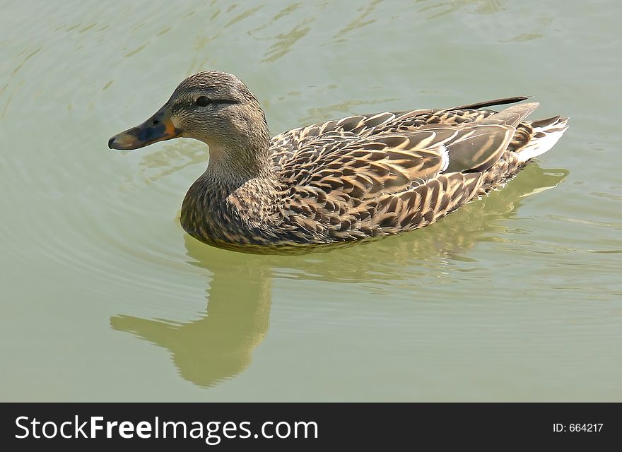 Lovely little female duck floating along a pond.