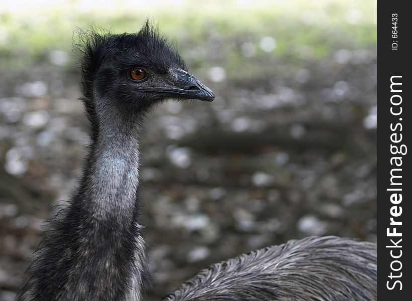 Emu