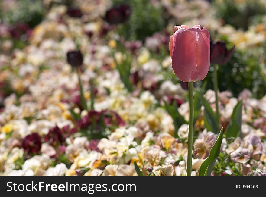 Pink flower in garden