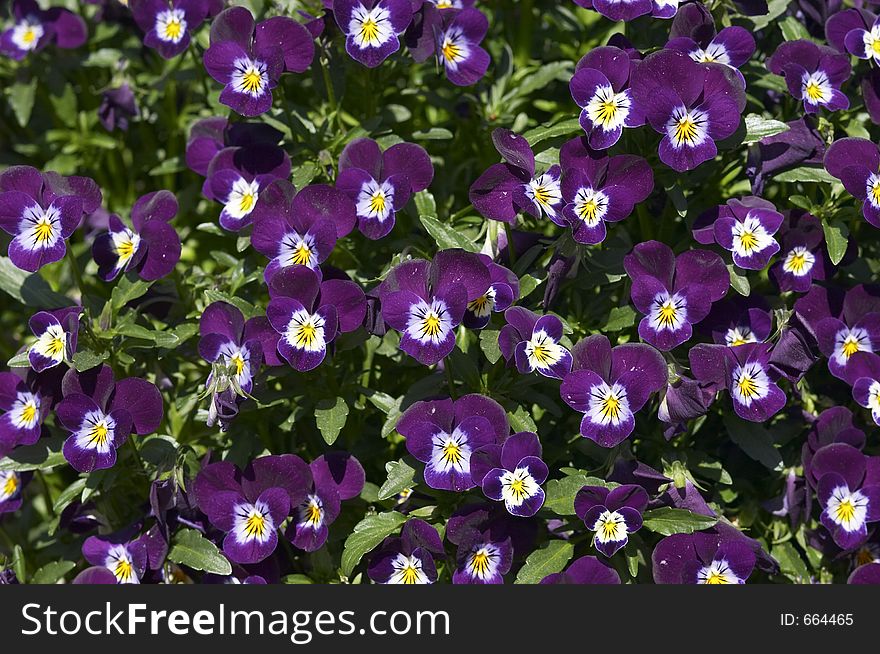 Purple flower garden. Purple flower garden