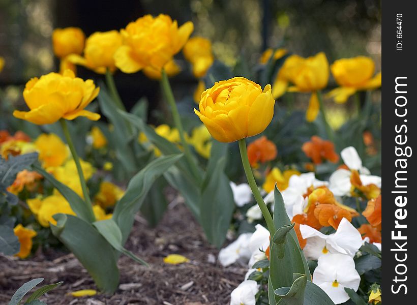 Yellow Flower