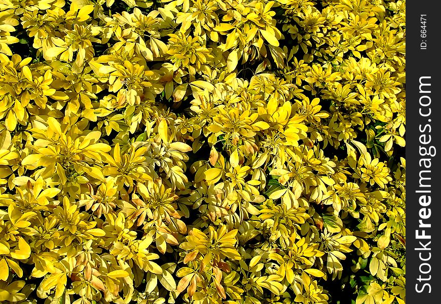 Texture of yellow flowers