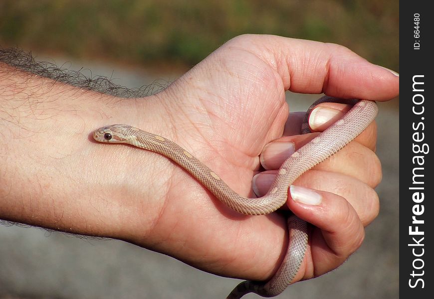 Snake In Hand