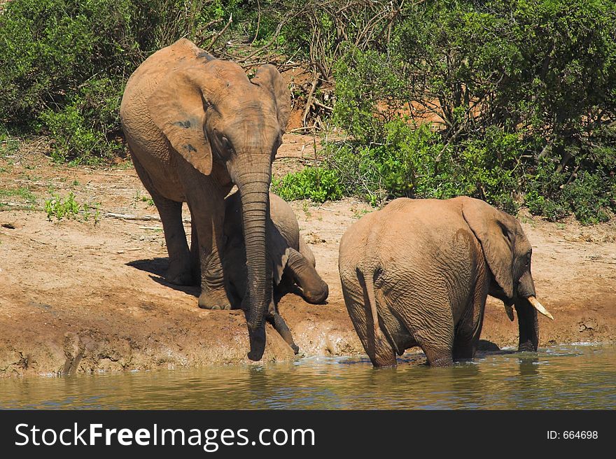 African Elephant family at the drinking hole