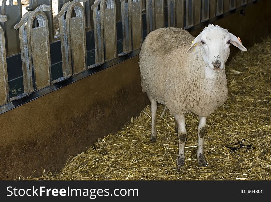 White sheep standing. White sheep standing