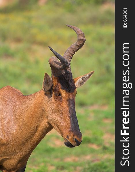 Crooked Horn Red Hartebeest with genetic defect