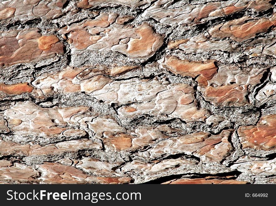 Detailed Tree Wood Texture