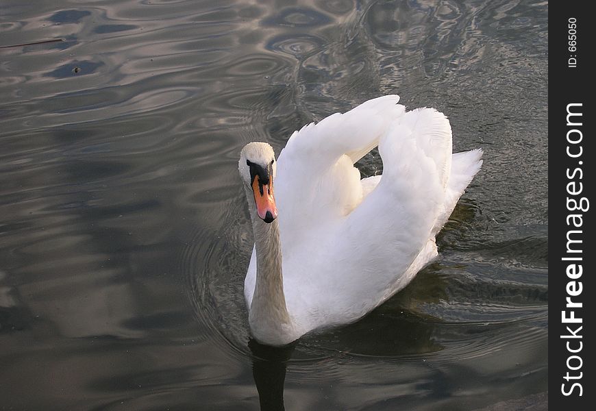 Swan on the lake