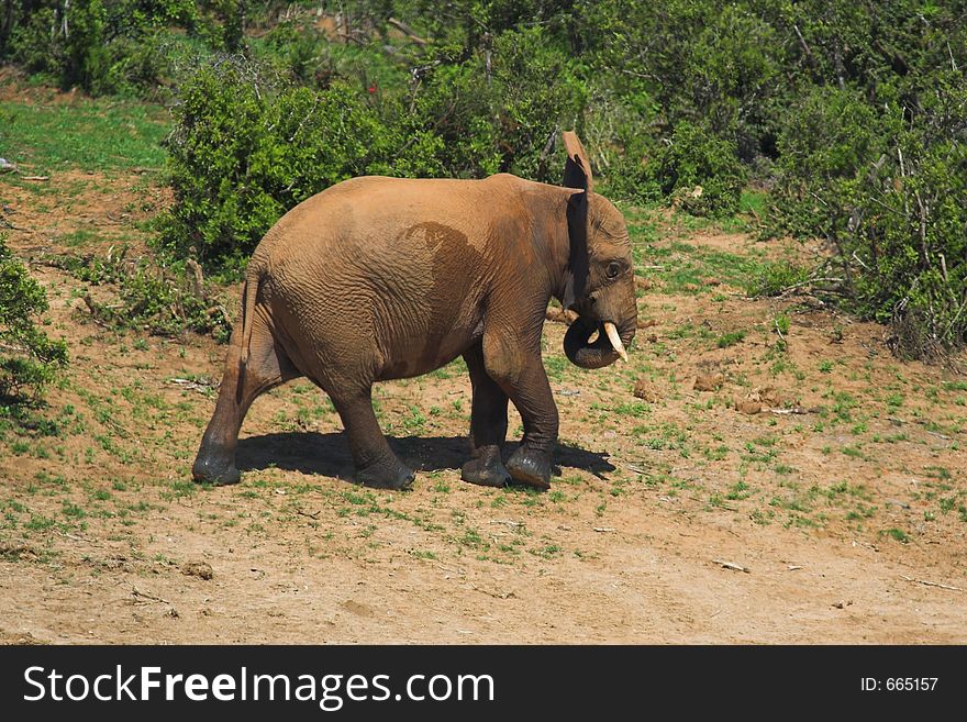 Lone African Elephant Bull