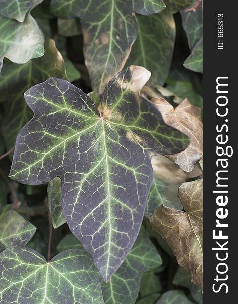 Ivy leaf (hedera helix)