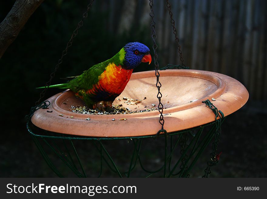 Parrot Feeding from a Hanging Bowl