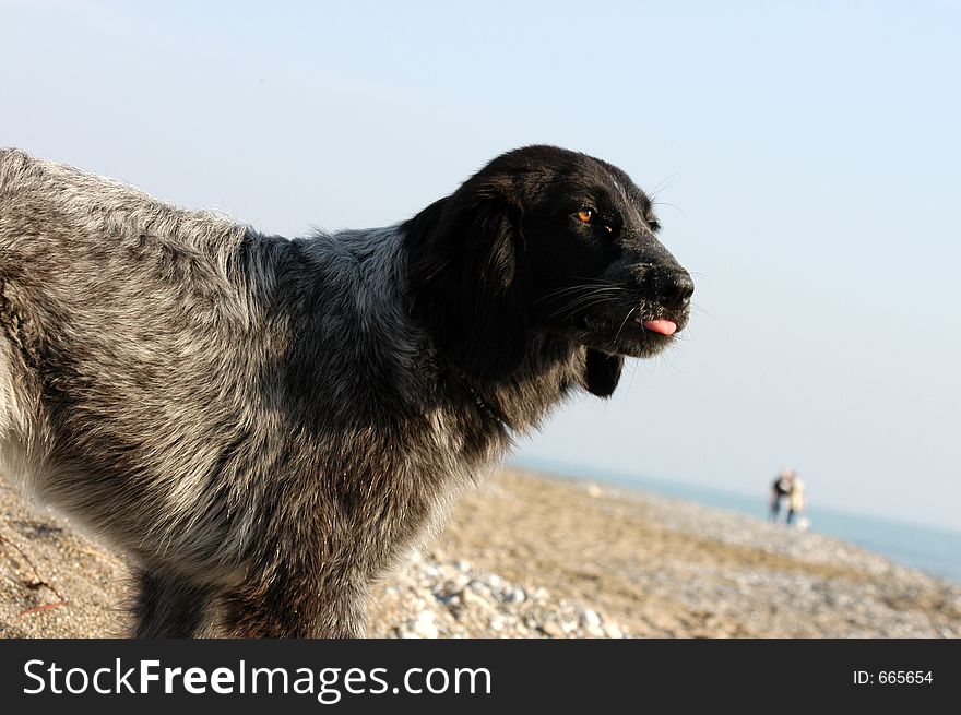 Dog on the beach in Belek Turkey