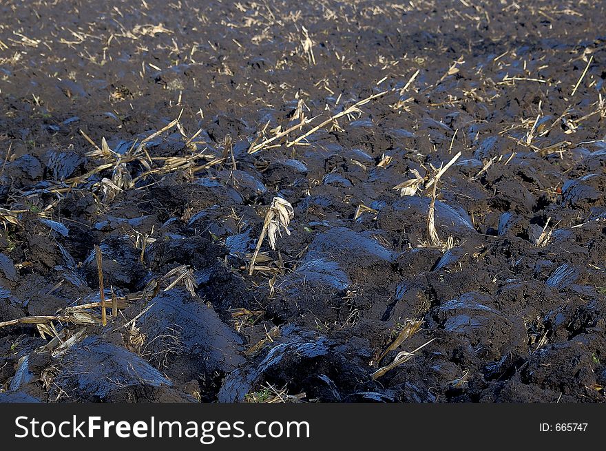 Field with frost in the morning. Field with frost in the morning