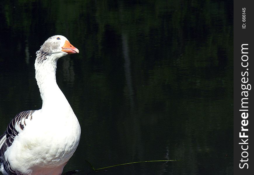 This goose is wondering â€œWhat is this guy looking???â€. This goose is wondering â€œWhat is this guy looking???â€.