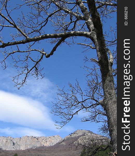 Tree against rocks and sky in Crimea, Ukraine. Tree against rocks and sky in Crimea, Ukraine