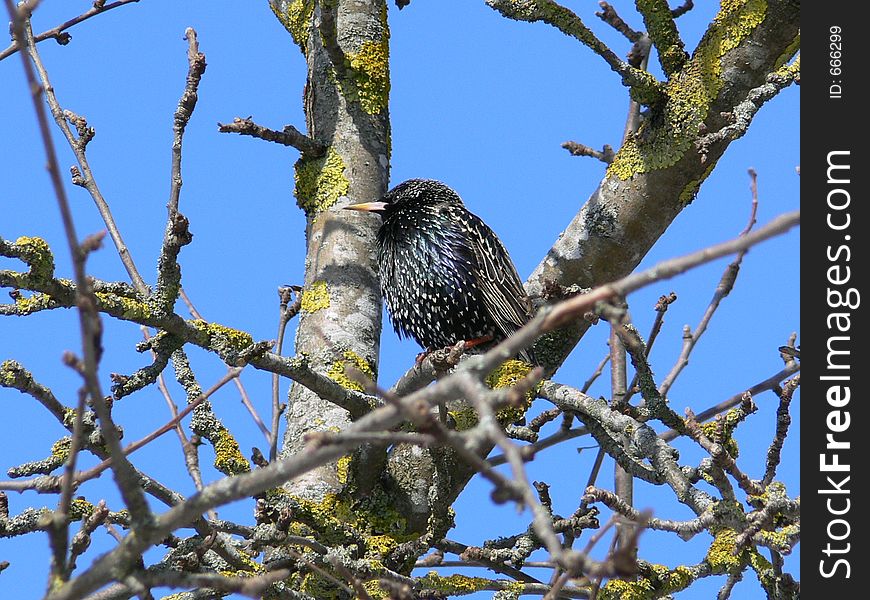 Starling