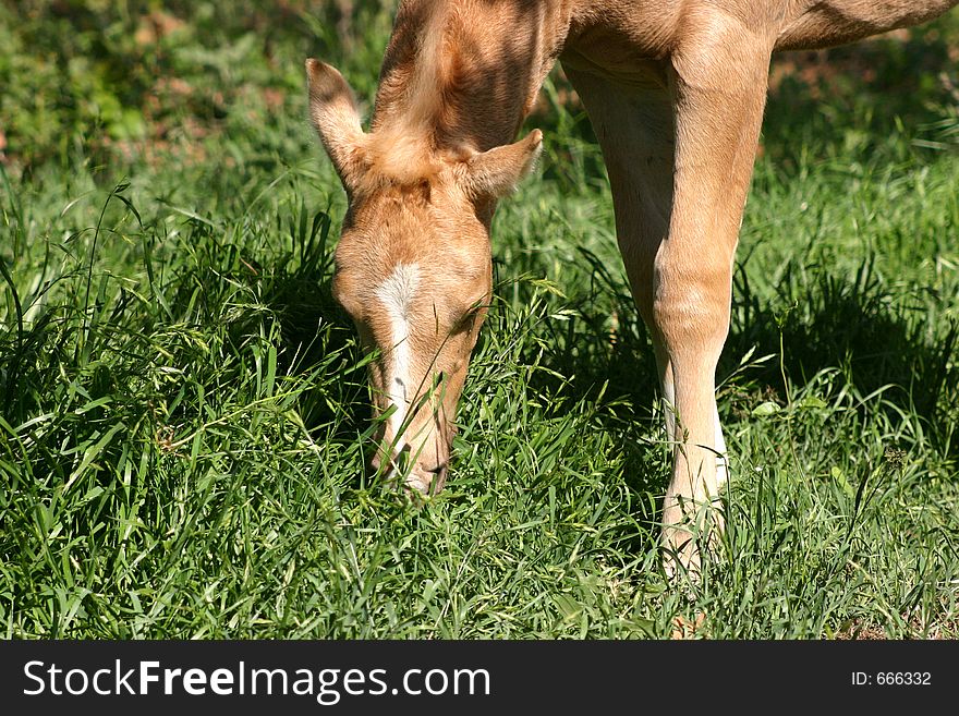 Palomino colt with white marking on face, grazing on lush green spring grass, blonde mane, partial shade and sunshine. Palomino colt with white marking on face, grazing on lush green spring grass, blonde mane, partial shade and sunshine.