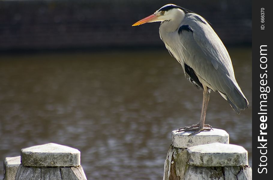 Tall bird sitting on a post with text area to the left. Tall bird sitting on a post with text area to the left