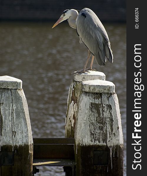 Tall bird sitting on large posts in wharf. Tall bird sitting on large posts in wharf