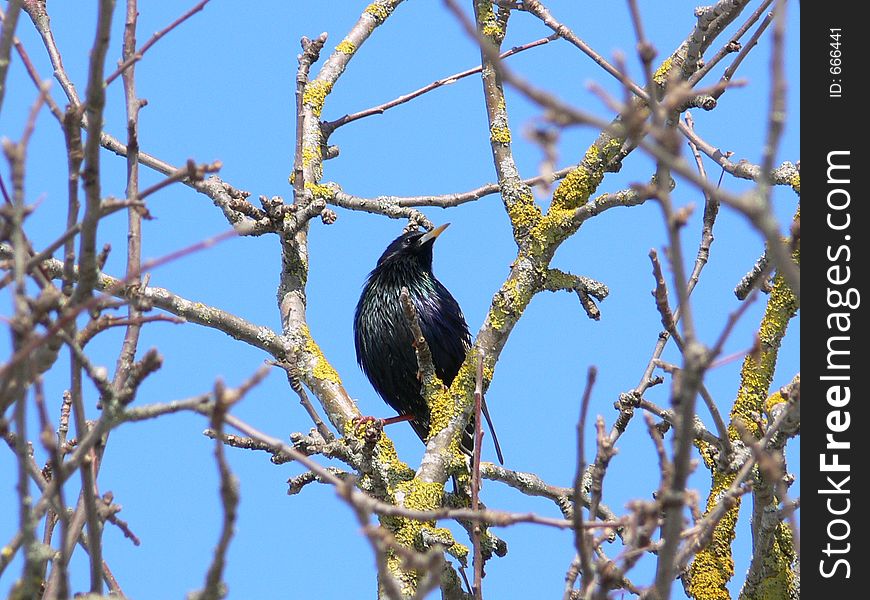 Starling on the tree against blue sky.