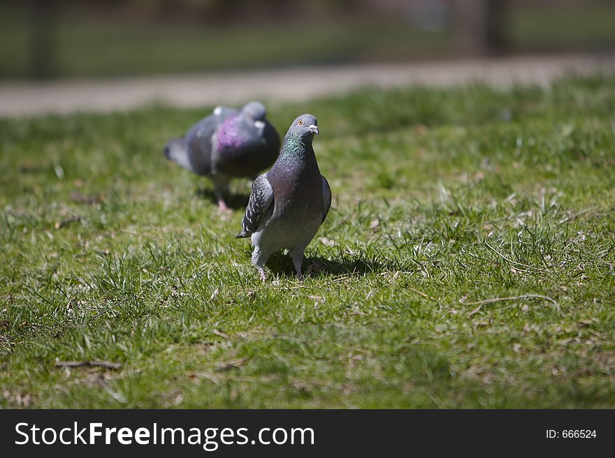 Two Pigeons