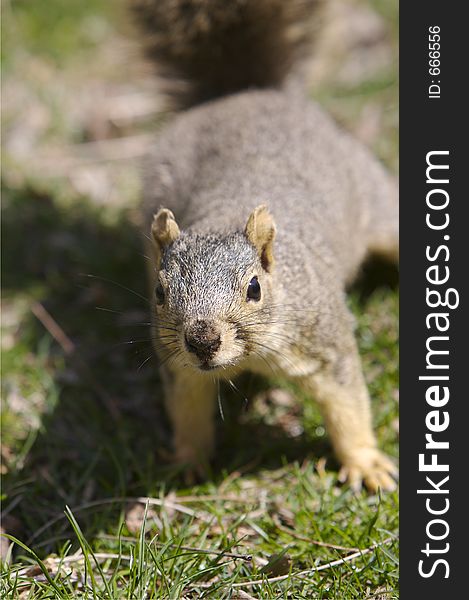 Squirrel Close Up