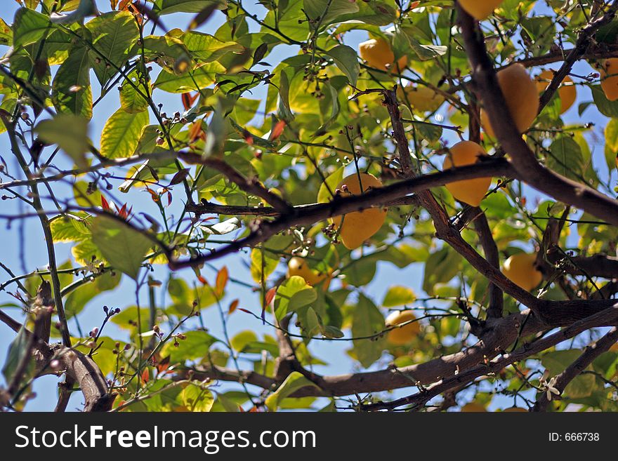 Lemon tree with fruits and small pink flowers