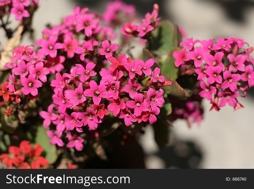 Beautiful Pink Flowers