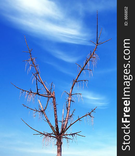 Naked tree and blue sky. Naked tree and blue sky