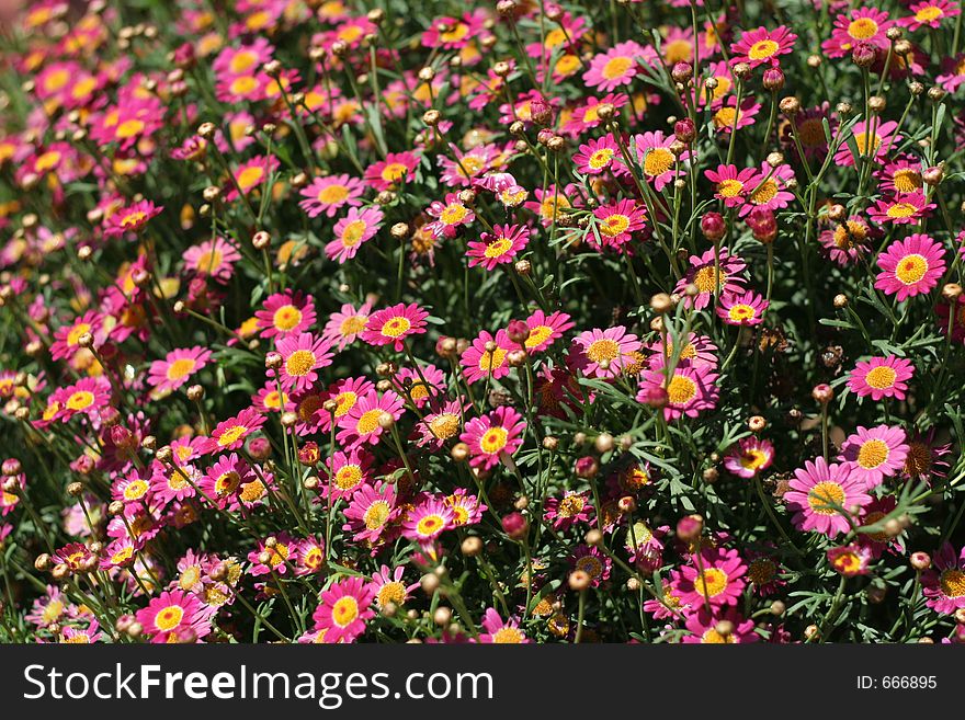 Blooming colorful flowers in springtime. Blooming colorful flowers in springtime