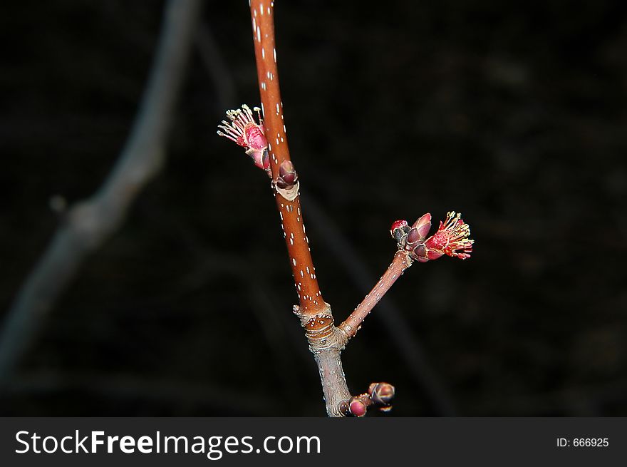 Blossoms On Branch