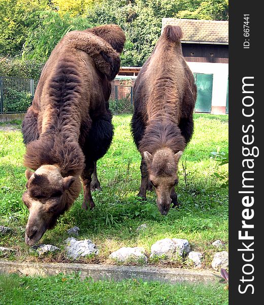 Two Camels in zoo