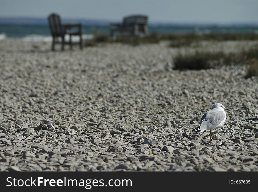 An in-focus seagull in the background and an out-of-focus beach scene in the background. An in-focus seagull in the background and an out-of-focus beach scene in the background.