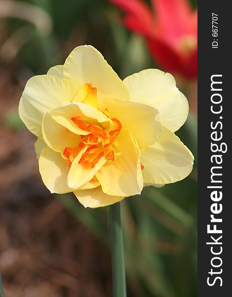 Double daffodil in full bloom