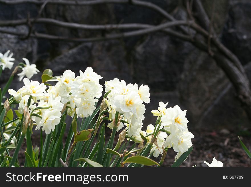 White daffodils in full bloom