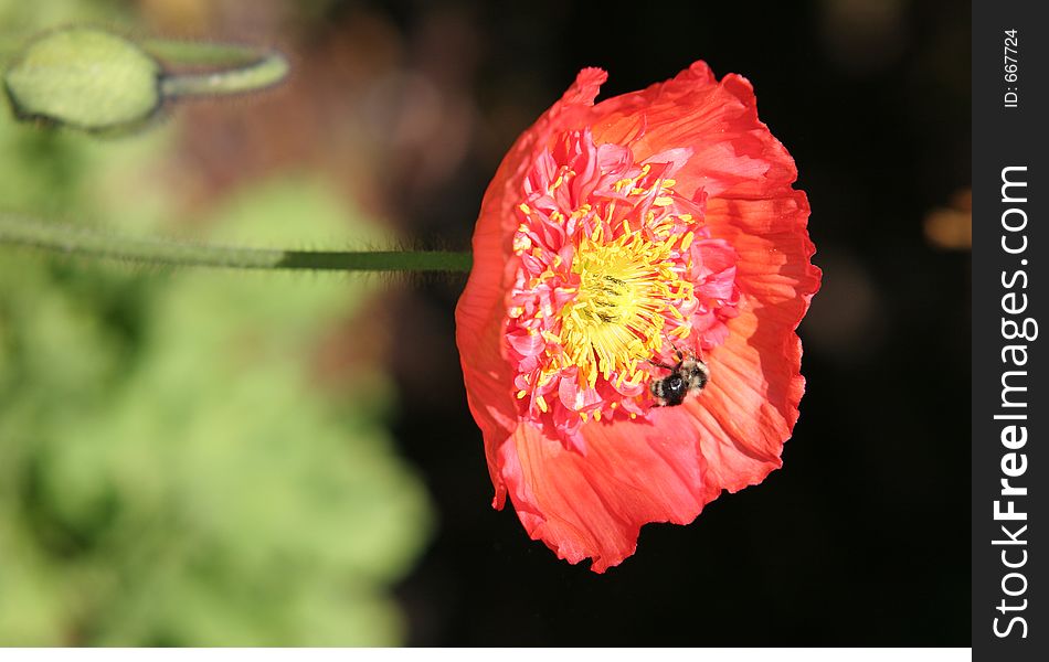 Flower being polinated by Bee. Flower being polinated by Bee