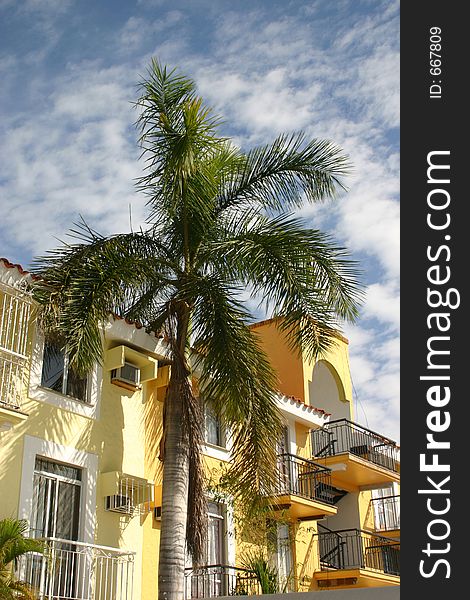 Palm Tree against a beautiful blue sky and bright yellow condominiums in Mazatlan, Mexico. Palm Tree against a beautiful blue sky and bright yellow condominiums in Mazatlan, Mexico.