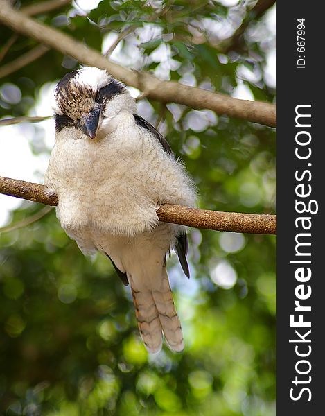 An Australian kookaburra, one of Australias most famous birds.