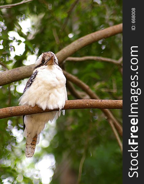 A kookaburra, one of Australias most famous birds. A kookaburra, one of Australias most famous birds